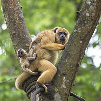 Black Howler Monkey (Alouatta caraya) young on mother's back, native to Central and South America