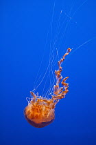 Black Sea Nettle (Chrysaora achlyos), native to Pacific Ocean