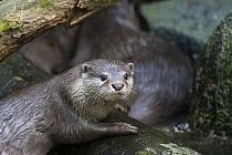 Oriental Small Clawed Otter (Aonyx cinerea) pair, native to Asia