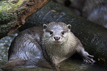 Oriental Small Clawed Otter (Aonyx cinerea), native to Asia