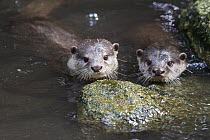Oriental Small Clawed Otter (Aonyx cinerea) pair, native to Asia