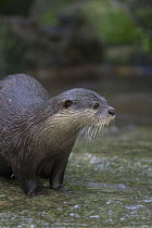 Oriental Small Clawed Otter (Aonyx cinerea), native to Asia