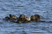 Sea Otter (Enhydra lutris) group, Monterey Bay, California