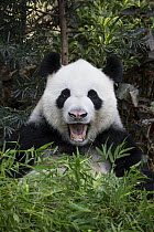 Giant Panda (Ailuropoda melanoleuca) yawning, native to China