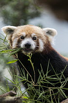 Lesser Panda (Ailurus fulgens) feeding on bamboo, native to Asia