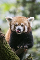 Lesser Panda (Ailurus fulgens) licking lips, native to Asia