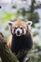 Lesser Panda (Ailurus fulgens), native to Asia