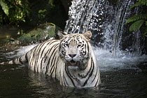 Bengal Tiger (Panthera tigris tigris), white morph, native to India
