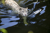 Bengal Tiger (Panthera tigris tigris), white morph, wading, native to India