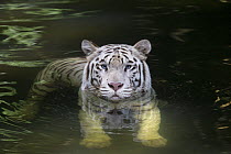 Bengal Tiger (Panthera tigris tigris), white morph, native to India