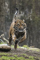Sumatran Tiger (Panthera tigris sumatrae) cub running, native to Sumatra