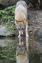 Gray Wolf (Canis lupus) drinking, native to North America