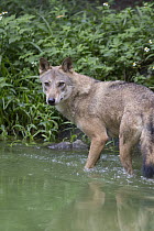 Gray Wolf (Canis lupus) wading, native to North America