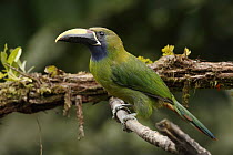 Emerald Toucanet (Aulacorhynchus prasinus), Costa Rica
