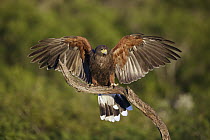 Harris' Hawk (Parabuteo unicinctus) juvenile landing, Texas