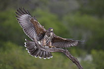 Harris' Hawk (Parabuteo unicinctus) juvenile landing, Texas