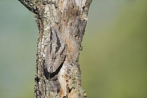 Eurasian Wryneck (Jynx torquilla) camouflaged on tree trunk, Aosta Valley, Italy