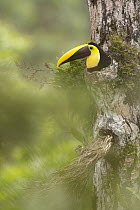 Chestnut-mandibled Toucan (Ramphastos swainsonii) in nest cavity, Costa Rica