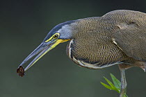 Bare-throated Tiger Heron (Tigrisoma mexicanum) dropping seed in water to lure fish, Limon, Costa Rica