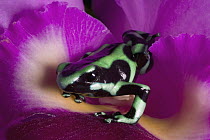 Green And Black Poison Dart Frog (Dendrobates auratus) on flower, Costa Rica