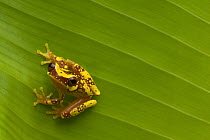 Hourglass Treefrog (Hyla ebraccata), Costa Rica