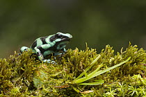 Green And Black Poison Dart Frog (Dendrobates auratus), Costa Rica