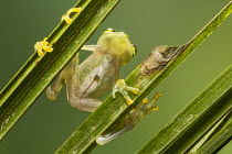 Reticulated Glass Frog (Hyalinobatrachium valerioi) translucent underside showing internal organs, Costa Rica