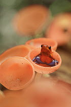 Strawberry Poison Dart Frog (Oophaga pumilio) in Cup Fungus (Cookeina speciosa), Costa Rica