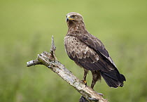Lesser Spotted Eagle (Aquila pomarina), Mecklenburg-Vorpommern, Germany