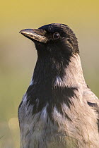 Hooded Crow (Corvus cornix), Romania