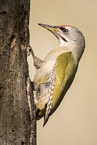 Grey-headed Woodpecker (Picus canus) male, Romania
