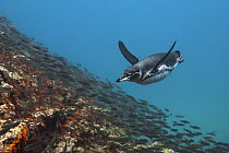 Galapagos Penguin (Spheniscus mendiculus) hunting fish, Bartolome Island, Galapagos Islands, Ecuador