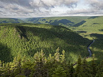 Boreal forest and Margaree River in highlands, Cape Breton Island, Nova Scotia, Canada