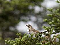 Bicknell's Thrush (Catharus bicknelli), Cape Breton Highlands National Park, Nova Scotia, Canada
