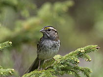 White-throated Sparrow (Zonotrichia albicollis), Cape Breton Highlands National Park, Nova Scotia, Canada
