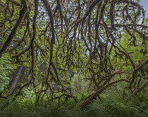 Bigleaf Maple (Acer macrophyllum) branches, Redwood National Park, California