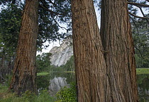 Coast Redwood (Sequoia sempervirens) trunks, Yosemite National Park, California