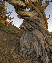 Great Basin Bristlecone Pine (Pinus longaeva) trees, Inyo National Forest, California