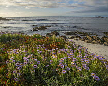 Seaside Fleabane (Erigeron glaucus) flowering on beach, Pebble Beach, California