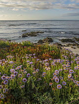 Seaside Fleabane (Erigeron glaucus) flowering on beach, Pebble Beach, California