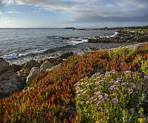 Ice Plant (Carpobrotus edulis) and flowering Seaside Fleabane (Erigeron glaucus) on coast, Pebble Beach, California