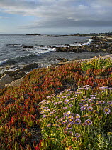 Ice Plant (Carpobrotus edulis) and flowering Seaside Fleabane (Erigeron glaucus) on coast, Pebble Beach, California