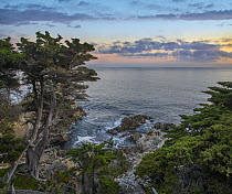 Monterey Cypress (Cupressus macrocarpa) tree along coast, Pescadero Point, Pebble Beach, California