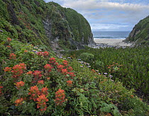 Paintbrush (Castilleja sp) and Seaside Fleabane (Erigeron glaucus) flowering on coast, Garrapata State Beach, Big Sur, California