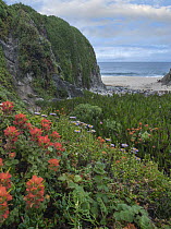 Paintbrush (Castilleja sp) and Seaside Fleabane (Erigeron glaucus) flowering on coast, Garrapata State Beach, Big Sur, California