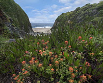 Paintbrush (Castilleja sp) flowering and Ice Plant (Carpobrotus edulis) along coast, Garrapata State Beach, Big Sur, California