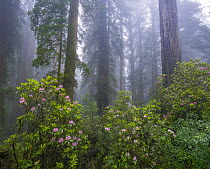 Rhododendron (Rhododendron sp) flowers and Coast Redwood (Sequoia sempervirens) trees in fog, Redwood National Park, California