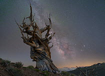 Great Basin Bristlecone Pine (Pinus longaeva) tree and Milky Way, Inyo National Forest, California