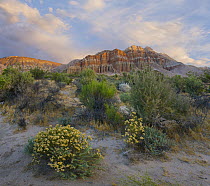 Cliffs in flowering desert, Red Rock Canyon State Park, California