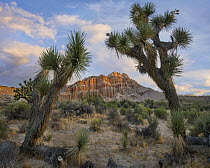 Joshua Tree (Yucca brevifolia) pair and cliffs, Red Rock Canyon State Park, California